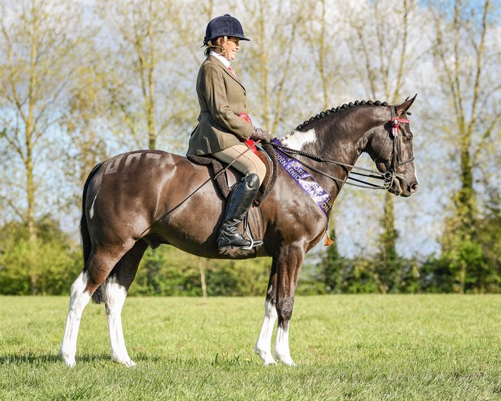 A show champion horse and rider wearing a purple sash