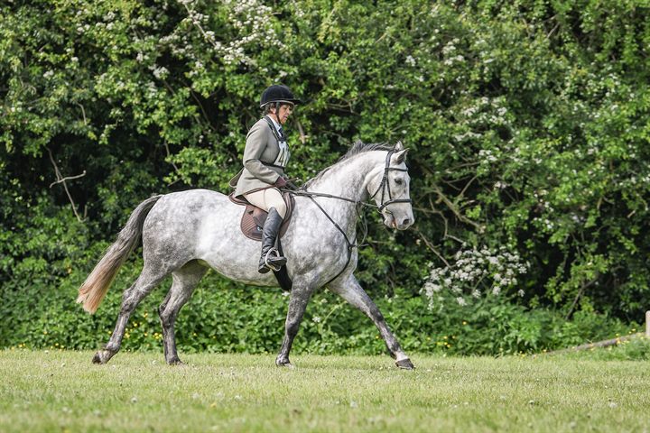 A rider exercising a grey horse on grass
