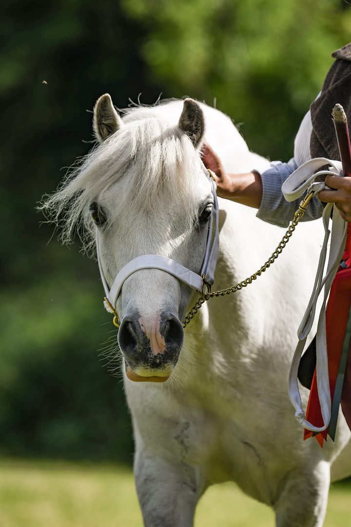 A white pony waiting calmly at an outdoor show